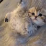 eblan4ik emote