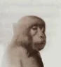 NeuronActivation emote