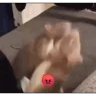 ratFight emote