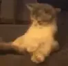 kokr emote