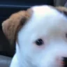 woof emote
