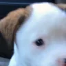 woof emote