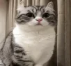komaruStare emote