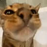 Water emote