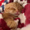 catSleep emote