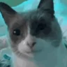 gulp emote