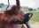monkeDrive