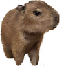 capybaby emote