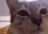 Emote