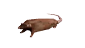 ratSpin emote