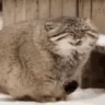 cold emote