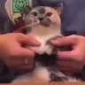 thepenis emote