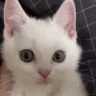 ebalozakroy emote