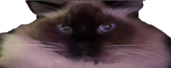 wideTammy emote
