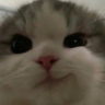 CatSmirk emote