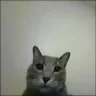 MadgeCat emote