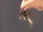 KEYS