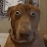 DAWG emote
