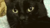 Sousan__ emote