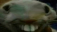 xxd