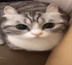catExplode emote
