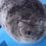 blehgghh emote