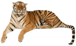 тигр emote