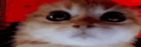 WIDERAGEY emote