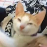 sueñito emote