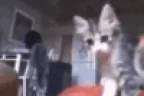 RealShit emote