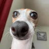 0_0 emote