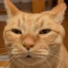 whar emote