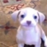 Merp emote