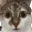 scaredcat