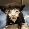 milkCat emote
