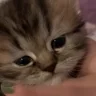 sadding emote