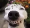 jiji emote