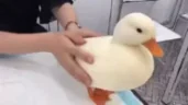 DuckPet emote