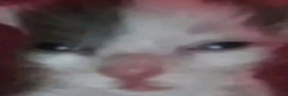 OhioCat emote
