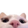 catLurk emote
