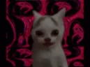 SCHIZOCAT emote