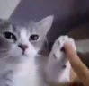 kyzinatra_ emote