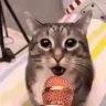 catSing emote