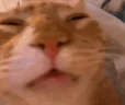 puh emote