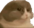 catEat emote