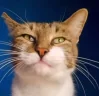 RIZZLER emote