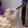 THIRSTY emote