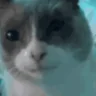 GULP emote