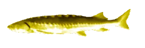 GoldenJoel emote