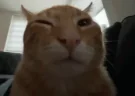 buh emote